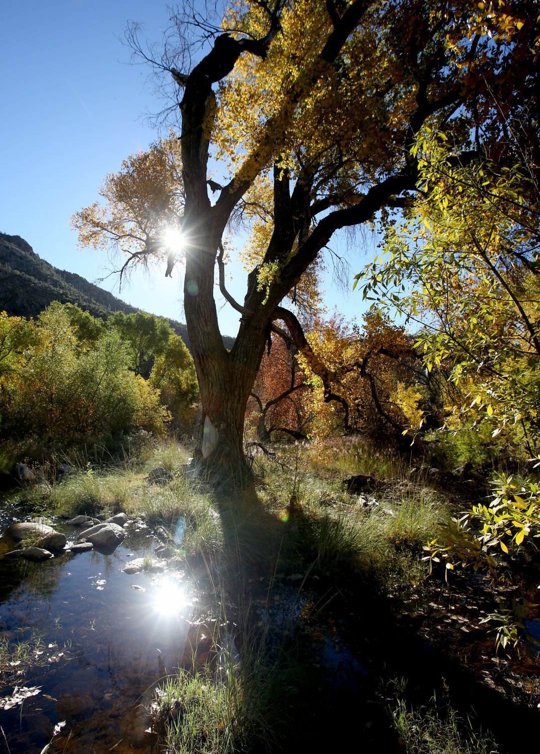 Sabino Canyon